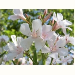 Capodimonte - Oleanderbusch