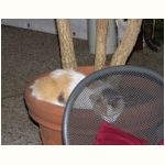 Blumenkatze