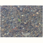 Ein junger Frosch