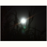 Mond im Schilf